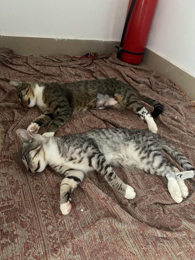 370559359_1025665085447122_3553565804595089111_n-768x1024