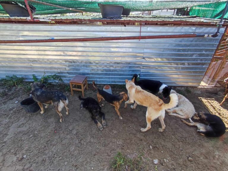 372151359_1040075440492903_3280420213315695652_n-768x577