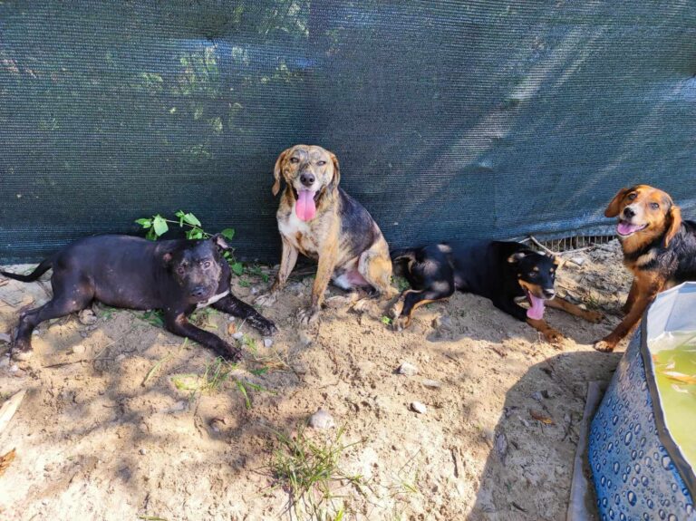 373035951_3531140197126287_1474347420186060905_n-768x575