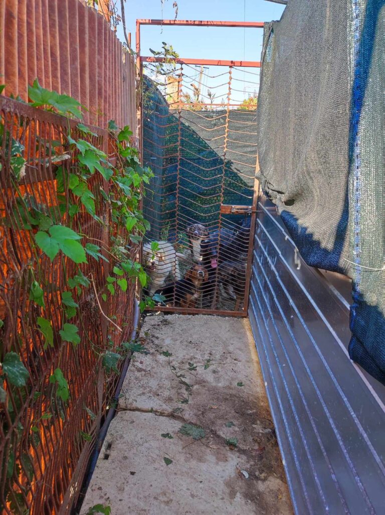 373342472_326541206415295_2411147710831644812_n-768x1026