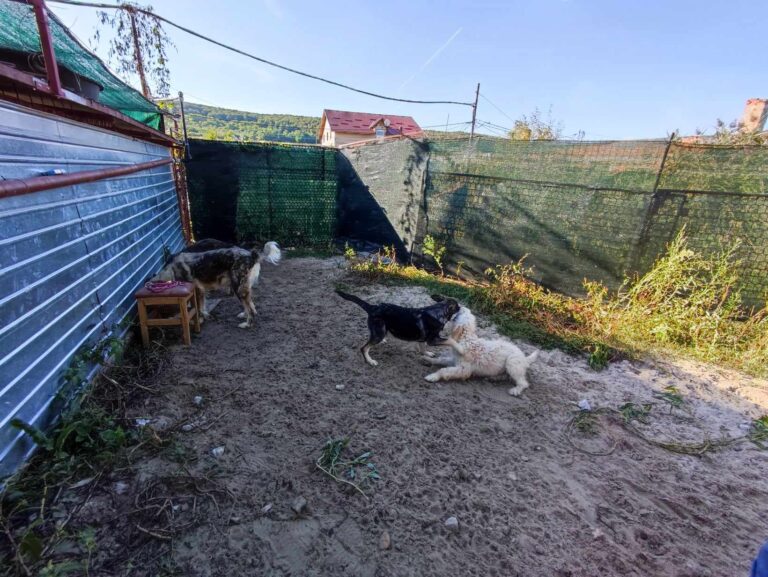 373342472_838306620938427_4293602650343666095_n-768x577