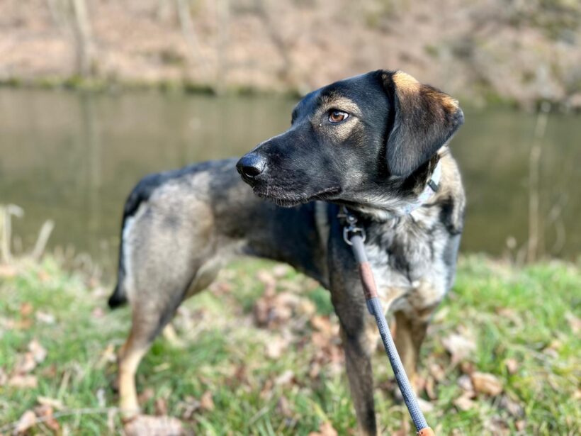 RIVA