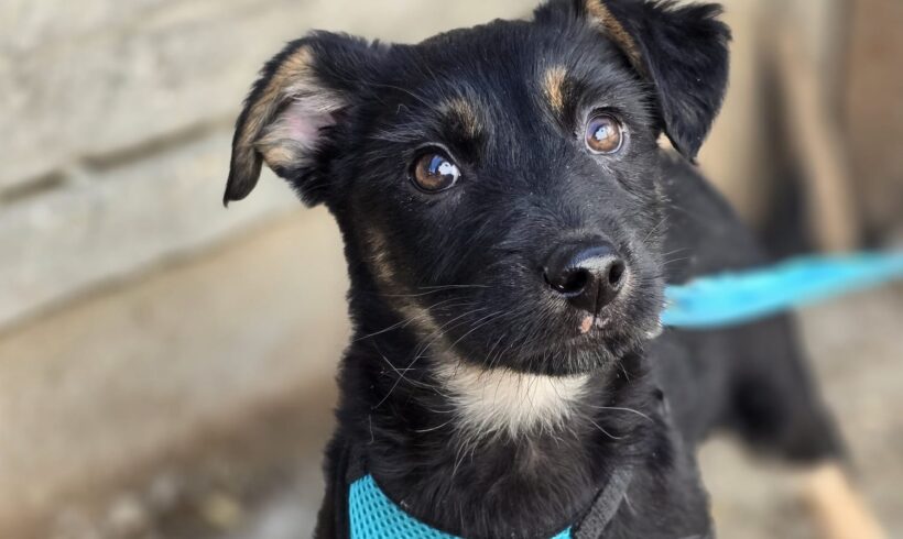 ASTA – ca. 3,5 Monate