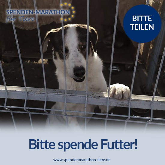 Tierschutz-Shop-Spenden-Marathon-fur-Tiere-Postvorlage-Vereine-Facebook_Ein-Herz-fur-Streuner_2