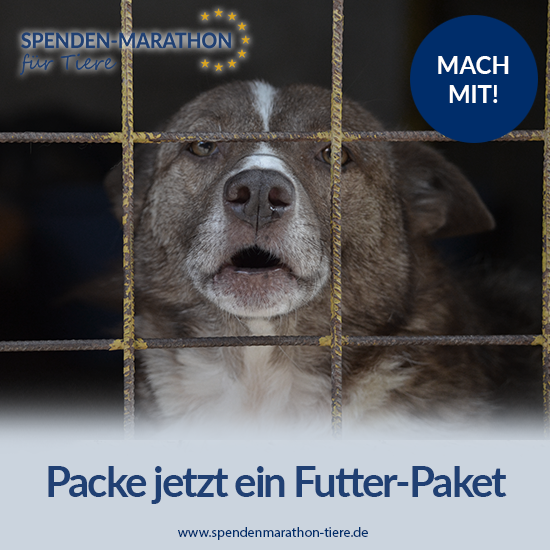 Tierschutz-Shop-Spenden-Marathon-fur-Tiere-Postvorlage-Vereine-Facebook_Ein-Herz-fur-Streuner_5