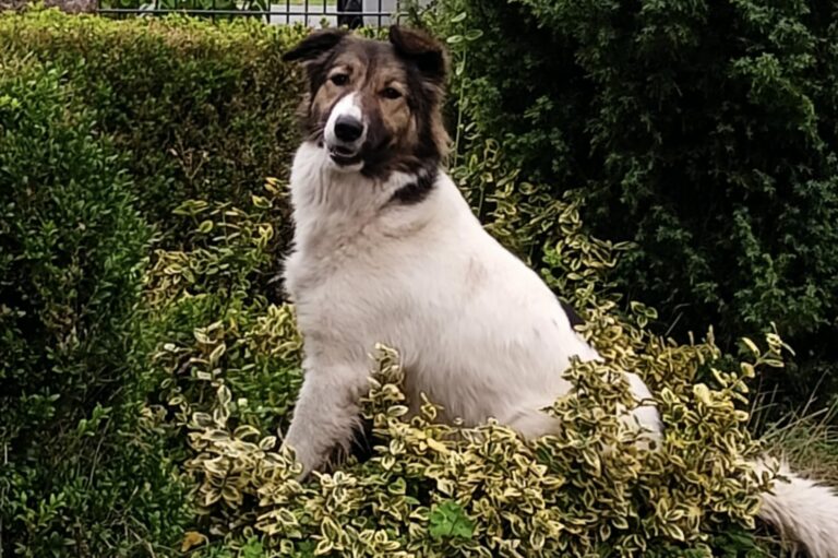 abedc882-b06a-4229-8e99-52810c496ea8