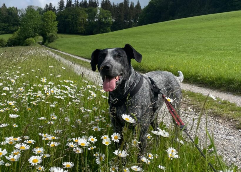 ARAMIS DER 1.