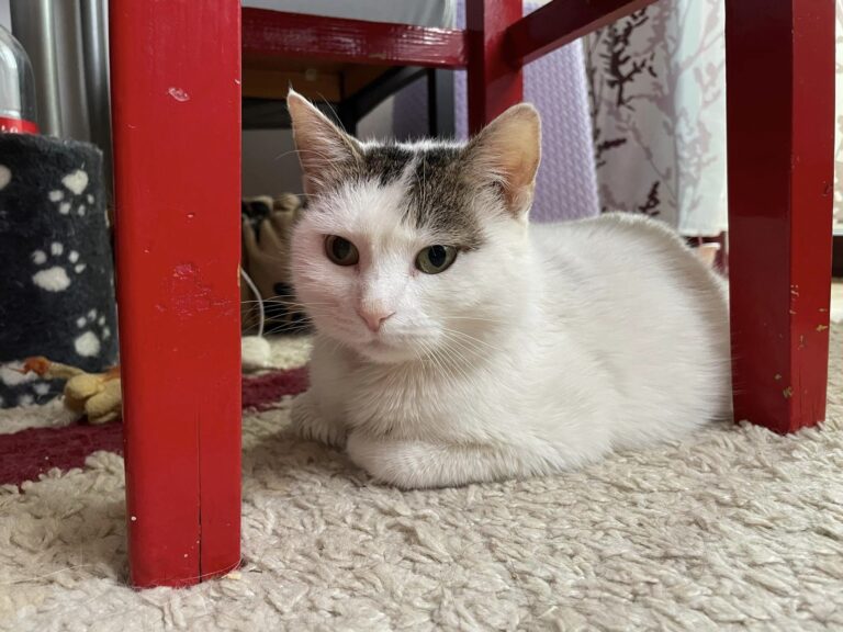 435265384_2494333650762417_739410471666602387_n