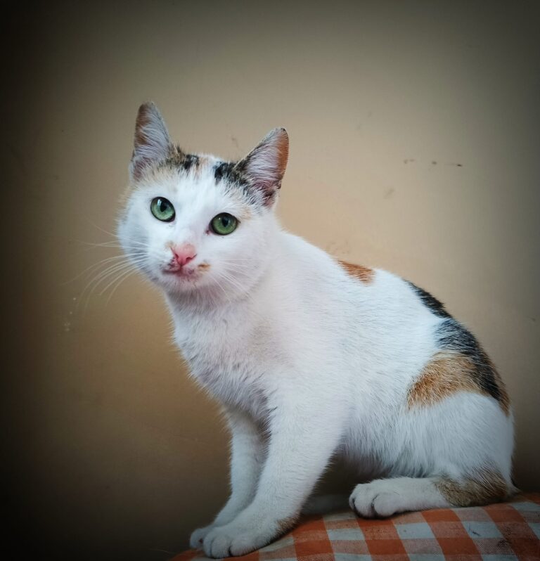 441040058_7696940523698371_5391322703823004042_n