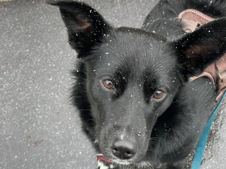 C34595F7-2651-42F0-A67E-C971D84A6B4E_1_105_c