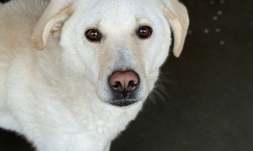 SNOWIE