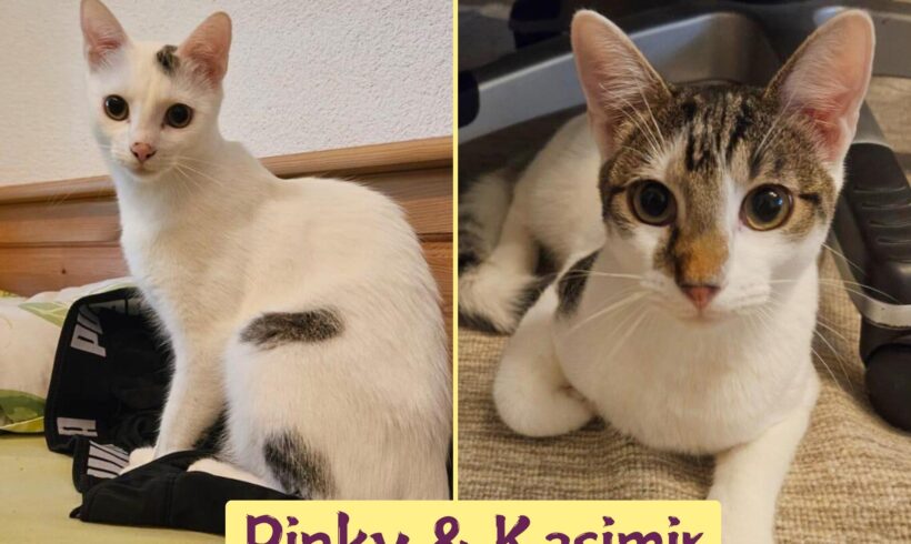 PINKY&KASIMIR