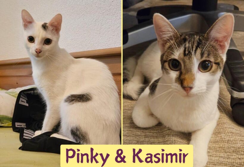 PINKY&KASIMIR