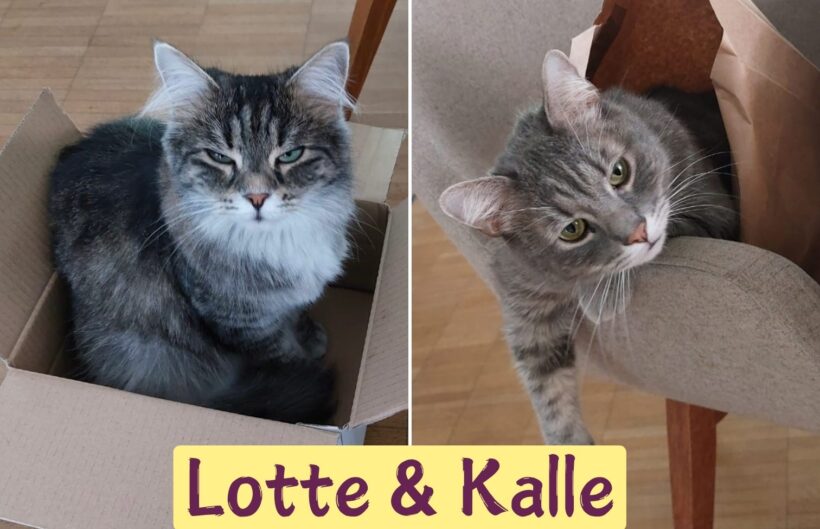 LOTTE&KALLE, ehem. Branca und Lovis