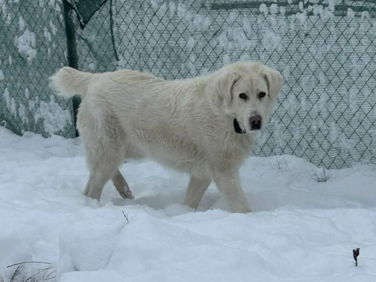 68cc140c-2939-4b36-a0d0-9e64de893dd2