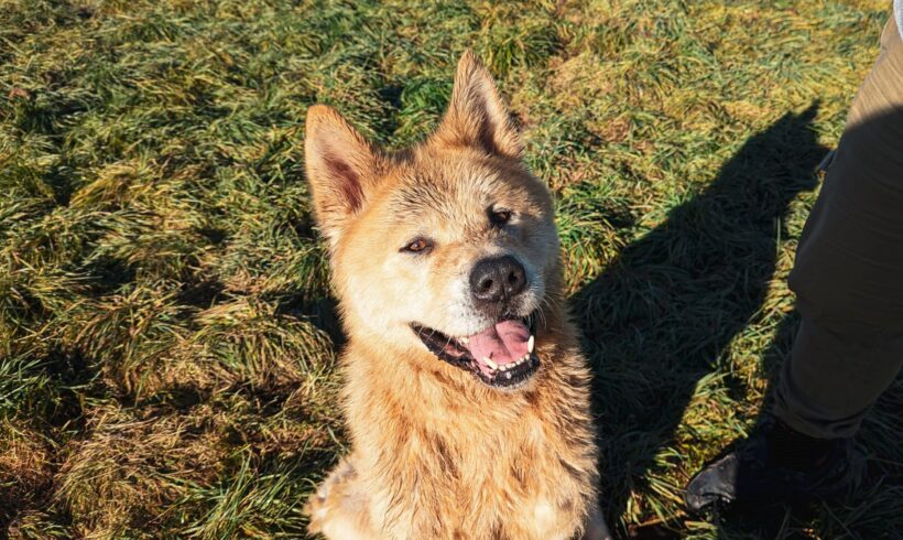 HACHIKO