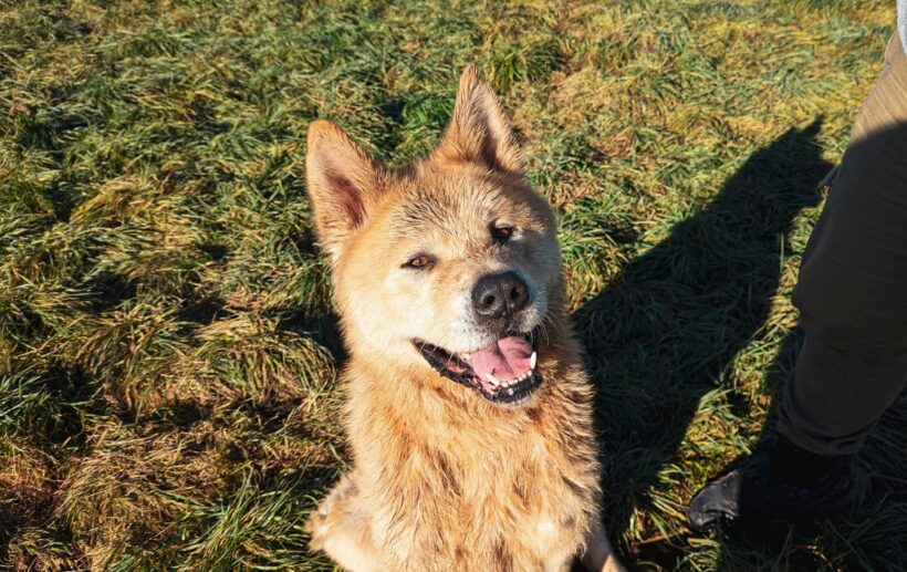 HACHIKO