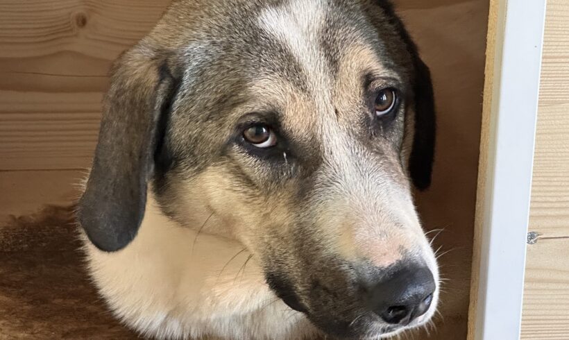 RUPI