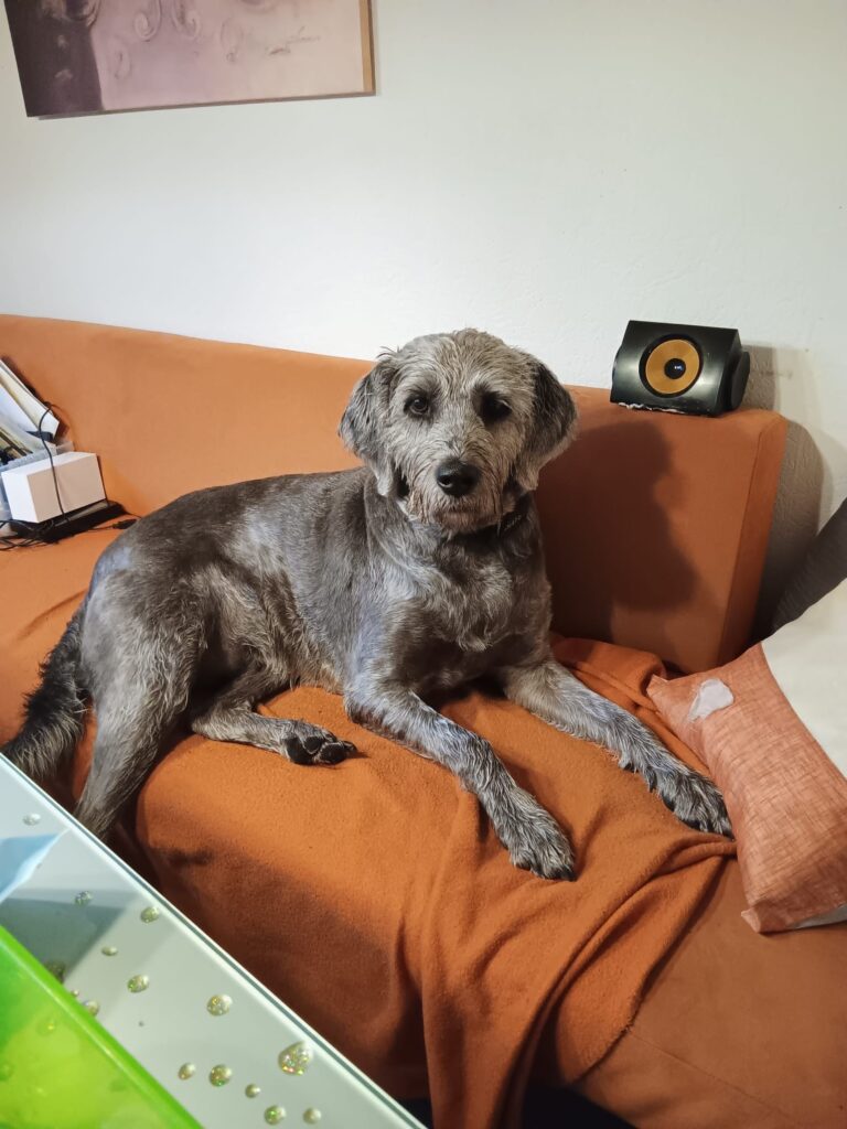 94cf5596-17ad-4375-a592-991abd0a402e