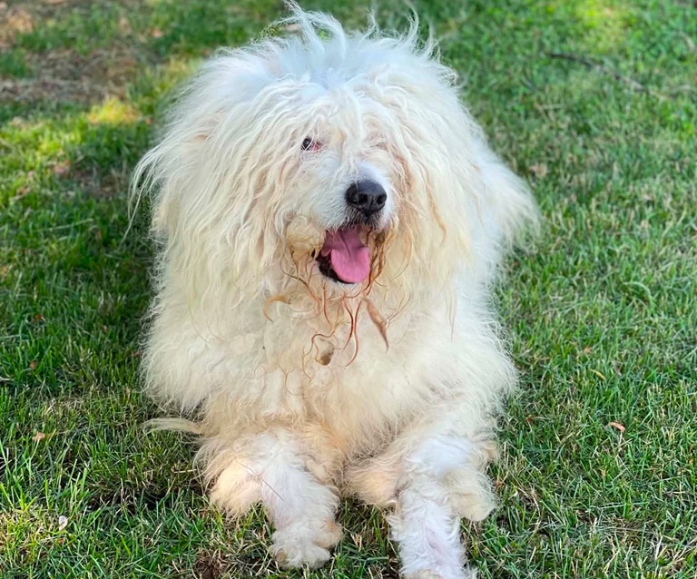 WOOLY WOOLY