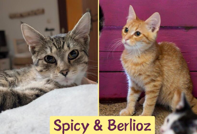 BERLIOZ&SPICY