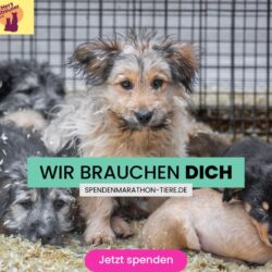 Noch bis zum 09. Januar – Futter spenden für den jährlichen VETO Spenden-Marathon!