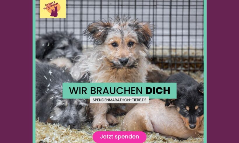 Noch bis zum 09. Januar – Futter spenden für den jährlichen VETO Spenden-Marathon!