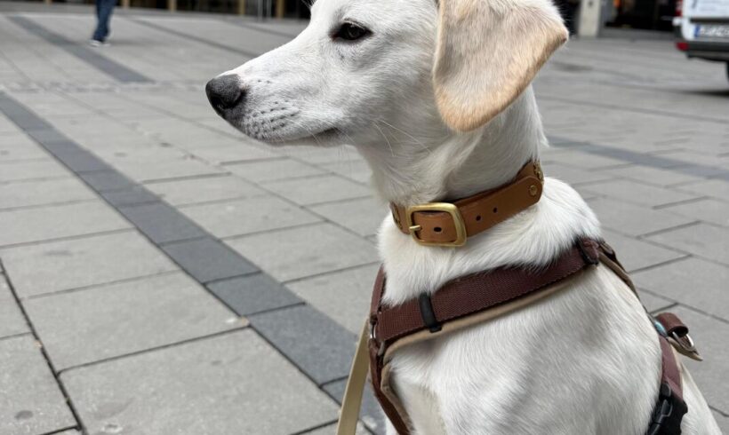 NANOOK