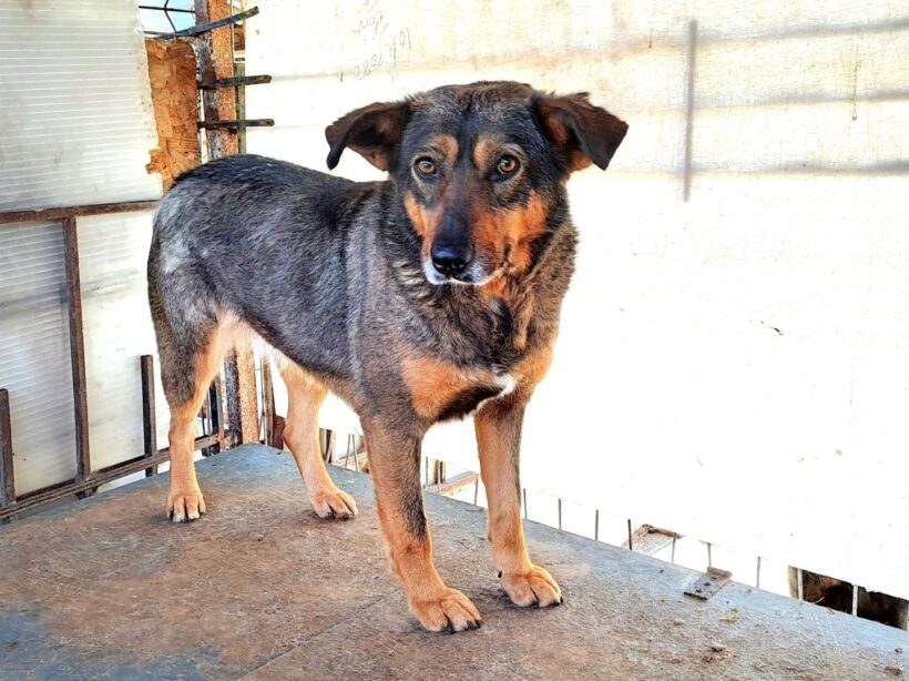 KUKI