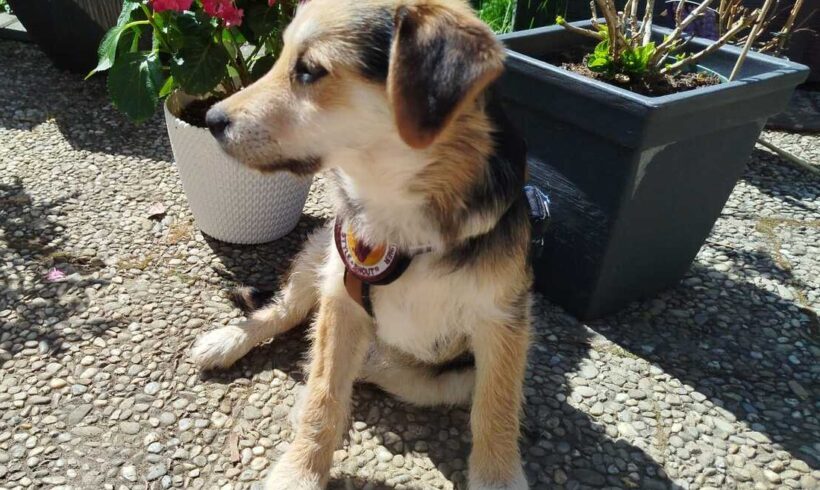FERDI