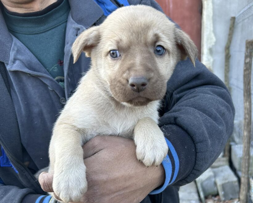 KIRA