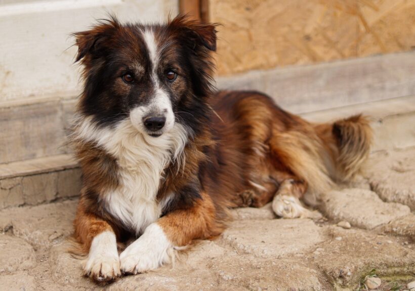 WUSEL
