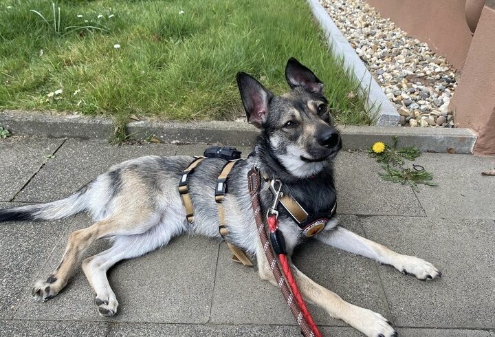 AMIRA