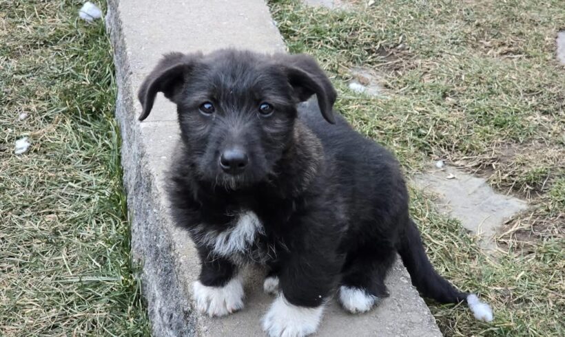 HUBERT