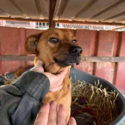 Erneute Rettungsaktion aus der Tötung 🐾