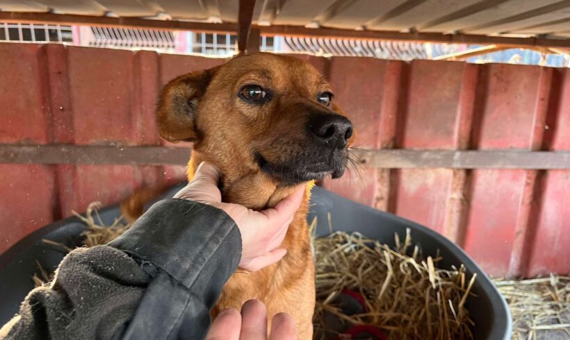 Erneute Rettungsaktion aus der Tötung 🐾