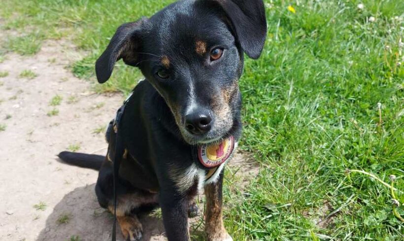 KIKO