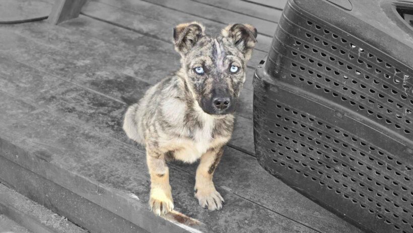 BLUEY