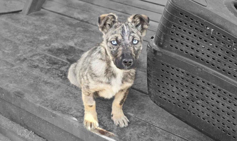 BLUEY