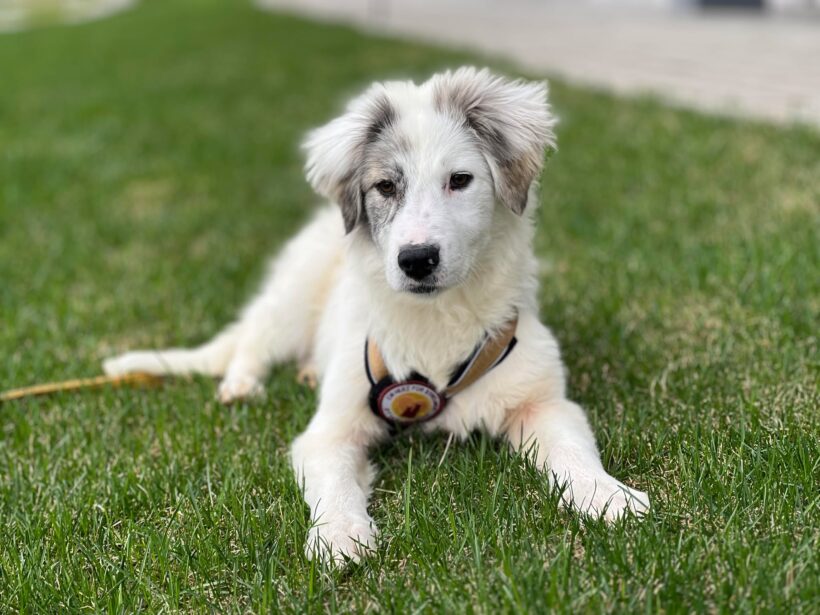 BELLA