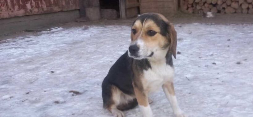CHICCA
