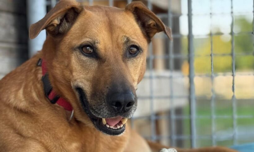 Finja sucht ihr für-immer-Zuhause!