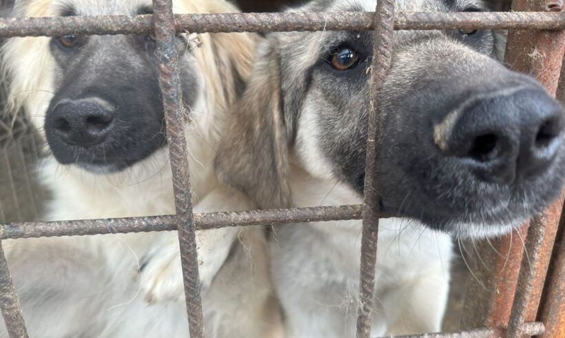 Erneute Rettungsaktion aus der Tötung 🐾