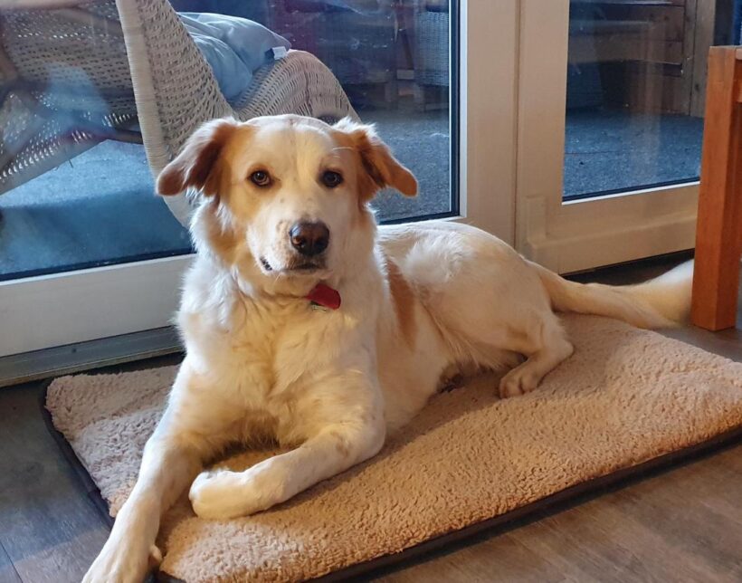 RONJA
