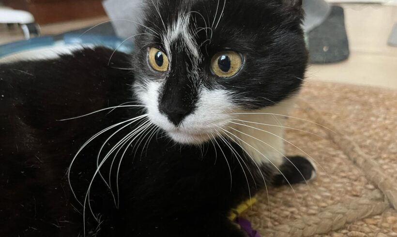 NABILA – FIV positiv