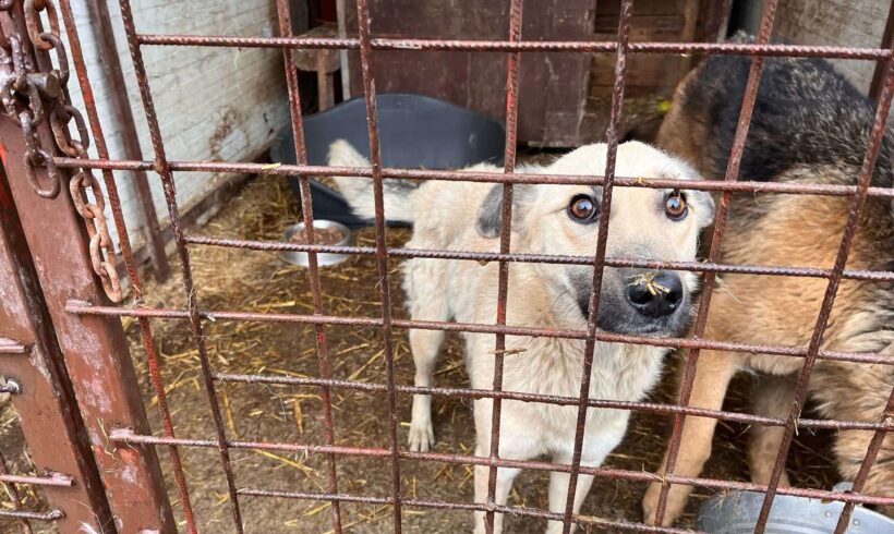 Sieben Hunde in Sicherheit ❤️ Sieben Hunde in Sicherheit ❤️
