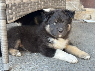 LAIKA