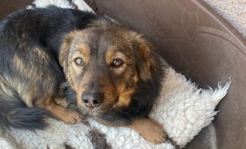 LENI
