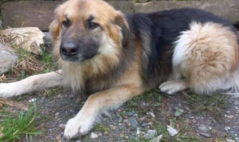 JOSCHI
