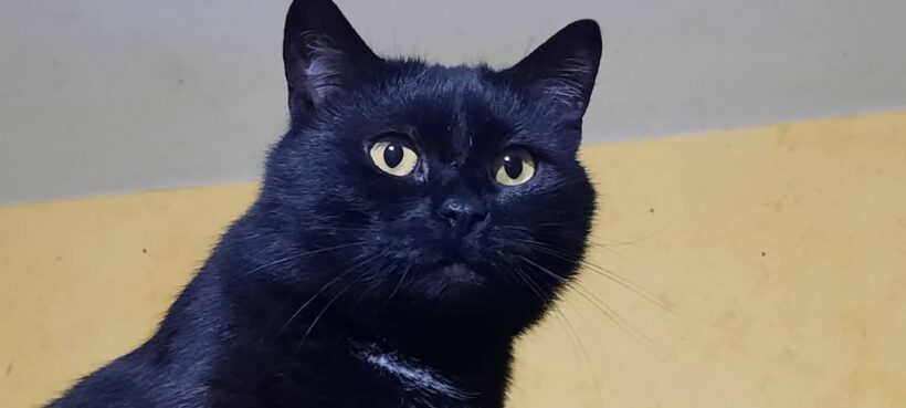 BELLATRIX